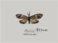 藏品(史氏狹翅螢斑蛾)的圖片